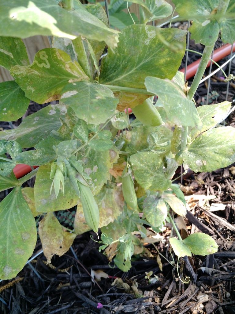 Why are my peas dying?